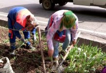 В Шымкенте выкапывают луковицы тюльпанов