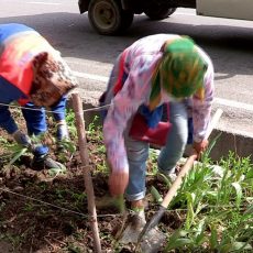 В Шымкенте выкапывают луковицы тюльпанов