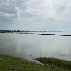В Мактааральском районе вода затопила аул Оргебас потоп