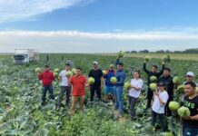 Предприниматель из Мактаарала раздал бесплатно 600 тонн капусты капуста