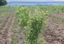 В Тюлькубасском районе растут площади под яблоневыми садами яблони сад