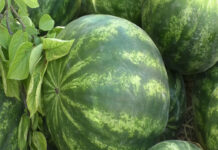 Дехкане Шардаринского района экспортировали 6500 тонн арбузов арбуз