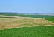 На 1000 га увеличились посевные площади в Шымкенте поле