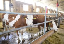 Кредиты под 6% помогут развивать животноводство в Казахстане корова