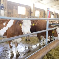 Кредиты под 6% помогут развивать животноводство в Казахстане корова