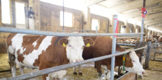 Кредиты под 6% помогут развивать животноводство в Казахстане корова