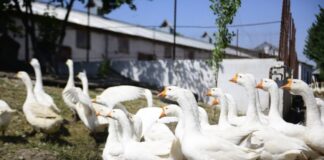 Домашнюю птицу можно вакцинировать бесплатно птица