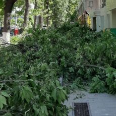 Аким Шымкента ответил на вопрос: Почему в Шымкенте рубят деревья деревья