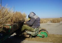 За 2 года на осушенном дне Аральского моря посажено 5 млн саженцев саксаула саксаул посадка