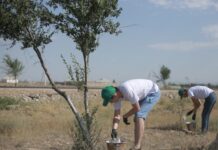 Почти полмиллиона саженцев посадят в Туркестанской области в этом году посадка