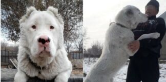 Мужчина украл и продал чужую собаку в Туркестанской области собака алабай