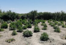 6 наркоплантаций ликвидировали полицейские Туркестанской области марихуана