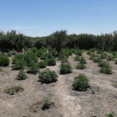Семь тонн наркотиков изъято с начала года в Туркестанской области марихуана
