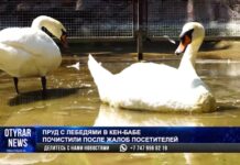 Администрация парка Кен баба: Не кормите наших лебедей