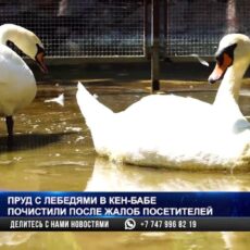 Администрация парка Кен баба: Не кормите наших лебедей