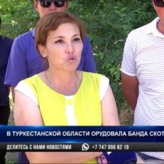 В Туркестанской области орудовала банда конокрадов