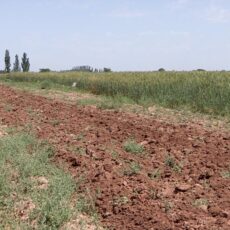 В Шымкенте производится опашка против степных пожаров опашка