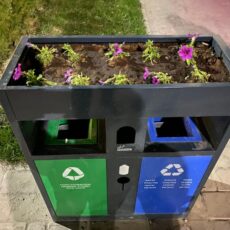 В Туркестане установили мусорные урны с цветами