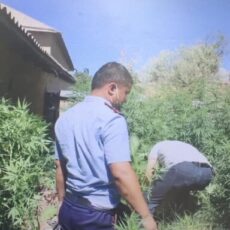 Полицейские Туркестанской области изъяли около 30 кг конопли конопля
