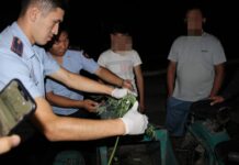 В Туркестанской области стражи порядка обнаружили в мотоцикле кусты марихуаны марихуана
