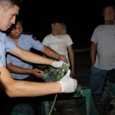 В Туркестанской области стражи порядка обнаружили в мотоцикле кусты марихуаны марихуана