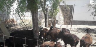 В Туркестанской области задержали пастуха, продавшего 570 баранов скот