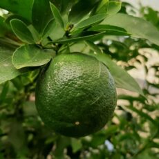 лайм