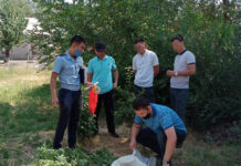 Полицейские Туркестанской области ликвидировали посев конопли конопля