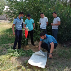 Полицейские Туркестанской области ликвидировали посев конопли конопля