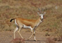 Краснокнижный джейран стал жертвой браконьера из Арыси джейраны