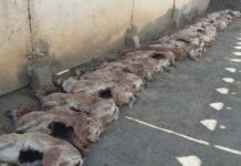 Оружие и 16 туш сайгаков изъяли у браконьеров в Туркестанской области сайгачьи рога браконьеры