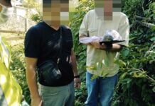 Шымкентский садовод выращивал коноплю на даче марихуана