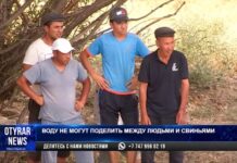 В Сайрамском районе не могут поделить воду между людьми и свиньями