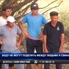 В Сайрамском районе не могут поделить воду между людьми и свиньями