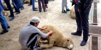 Как будут отмечать Курбан Айт в Шымкенте жертвоприношения в Курбан айт