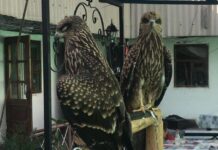 В Туркестанской области изъяли хищных птиц у владелицы чайханы хищные птицы