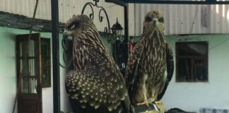 В Туркестанской области изъяли хищных птиц у владелицы чайханы хищные птицы