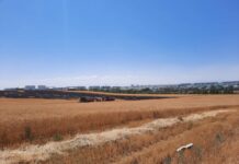 В Шымкенте загорелось поле пшеницы пожар