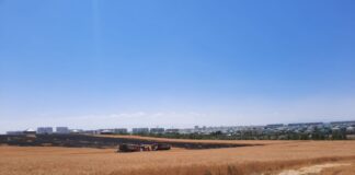 В Шымкенте загорелось поле пшеницы пожар