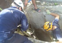 Шымкентские спасатели спасли корову, упавшую в яму спасатели