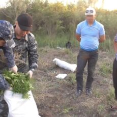 В Туркестанской области полицейские ликвидировали посев из 5 тысяч кустов конопли конопля