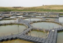 В Туркестанской области налажено развитие рыбного хозяйства рыбное хозяйство