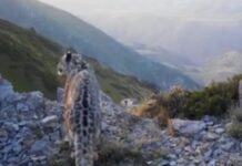 В Аксу-Жабаглинском заповеднике в объектив фотоловушки попал снежный барс снежный барс