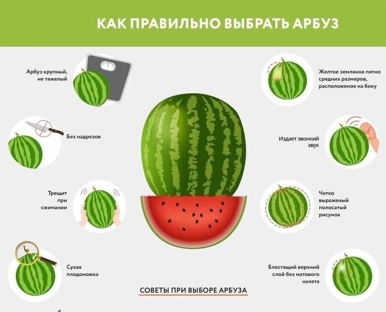 Как правильно выбрать арбуз — Новости Шымкента
