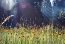 Прогноз погоды на 13-15 августа август