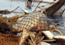 Браконьеры из Туркестанской области были задержаны в Алмате браконьеры