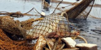 Браконьеры из Туркестанской области были задержаны в Алмате браконьеры