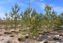 Умирзак Шукеев посоветовал чиновникам вставать в 5 часов утра зеленый пояс