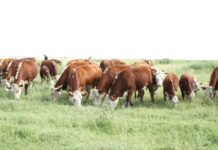 Мактааральцам возмещена компенсация за потерю скота в результате чрезвычайной ситуации коровы