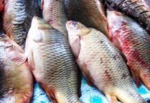 Казахстанцы в год едят 4 килограмм рыбы, … а должны 16